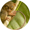 Bohol